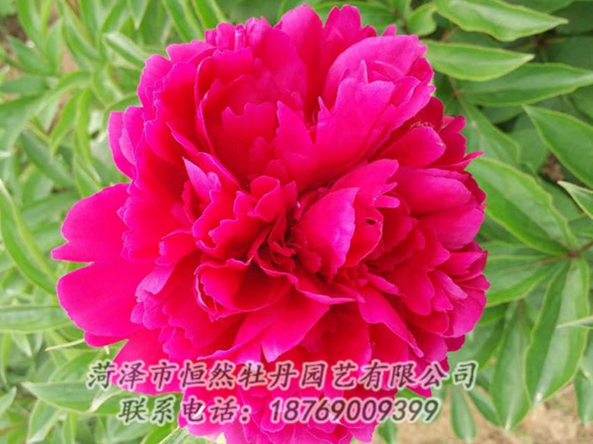 點擊查看詳細信息<br>標題：紅色芍藥 閱讀次數：980