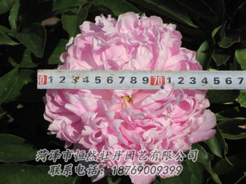 點擊查看詳細(xì)信息<br>標(biāo)題：桃面爭春 閱讀次數(shù)：1188