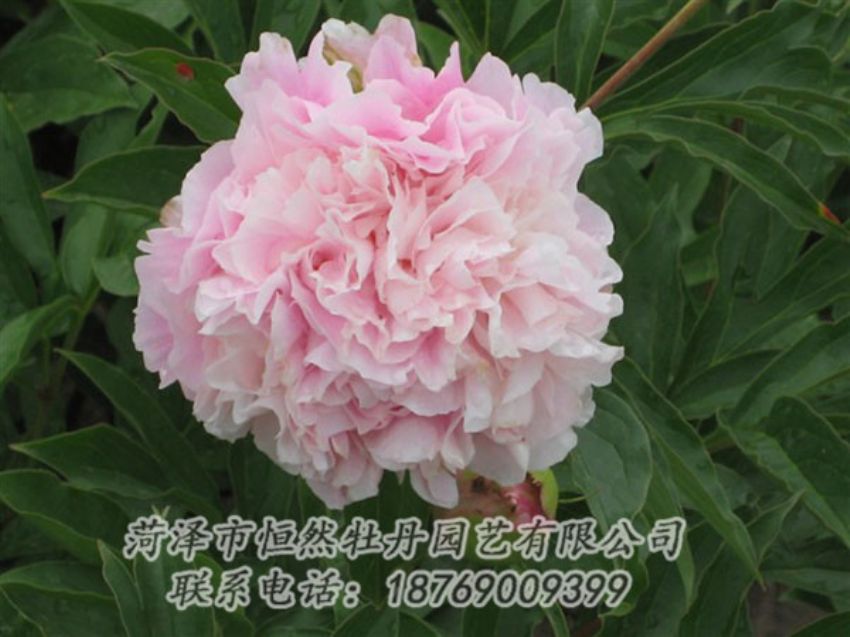 點擊查看詳細信息<br>標(biāo)題：粉面桃花 閱讀次數(shù)：1267