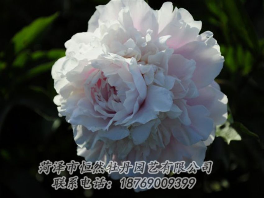 點擊查看詳細信息<br>標(biāo)題：粉色芍藥 閱讀次數(shù)：1121