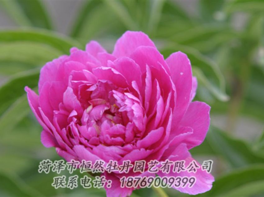 點擊查看詳細(xì)信息<br>標(biāo)題：紅茶花 閱讀次數(shù)：992