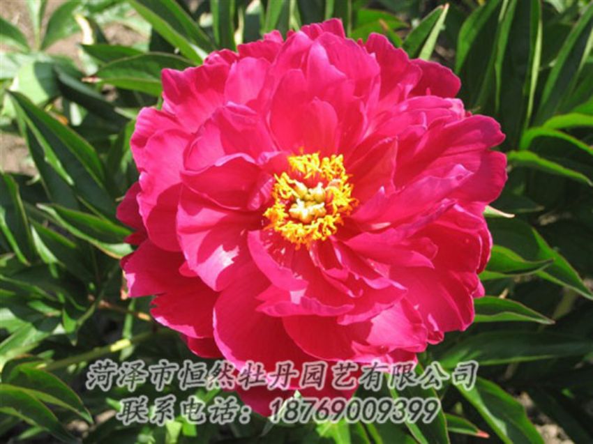 點(diǎn)擊查看詳細(xì)信息<br>標(biāo)題：大紅赤金 閱讀次數(shù)：1043