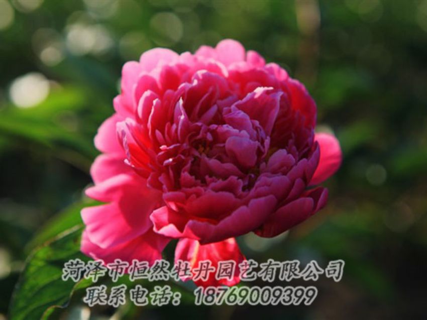 點(diǎn)擊查看詳細(xì)信息<br>標(biāo)題：大紅赤金 閱讀次數(shù)：1026