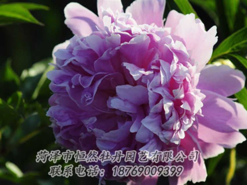 點擊查看詳細信息<br>標題：藍菊 閱讀次數(shù)：1198