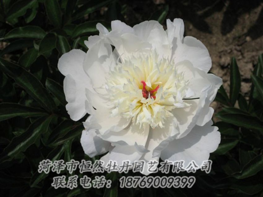 點擊查看詳細信息<br>標題：凌花晨浴 閱讀次數(shù)：1187