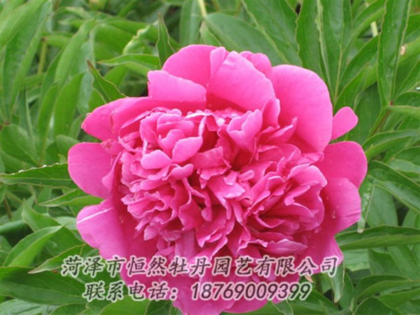 點(diǎn)擊查看詳細(xì)信息<br>標(biāo)題：永生紅 閱讀次數(shù)：1007