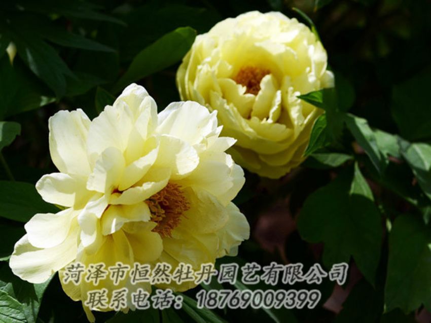 點擊查看詳細(xì)信息<br>標(biāo)題：黃色芍藥 閱讀次數(shù)：1174