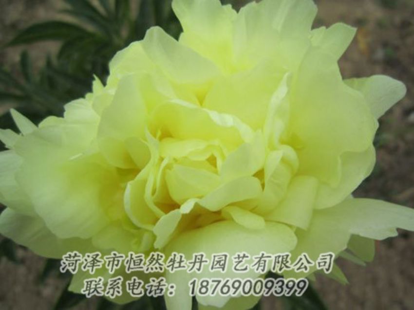 點擊查看詳細(xì)信息<br>標(biāo)題：黃色芍藥 閱讀次數(shù)：1194