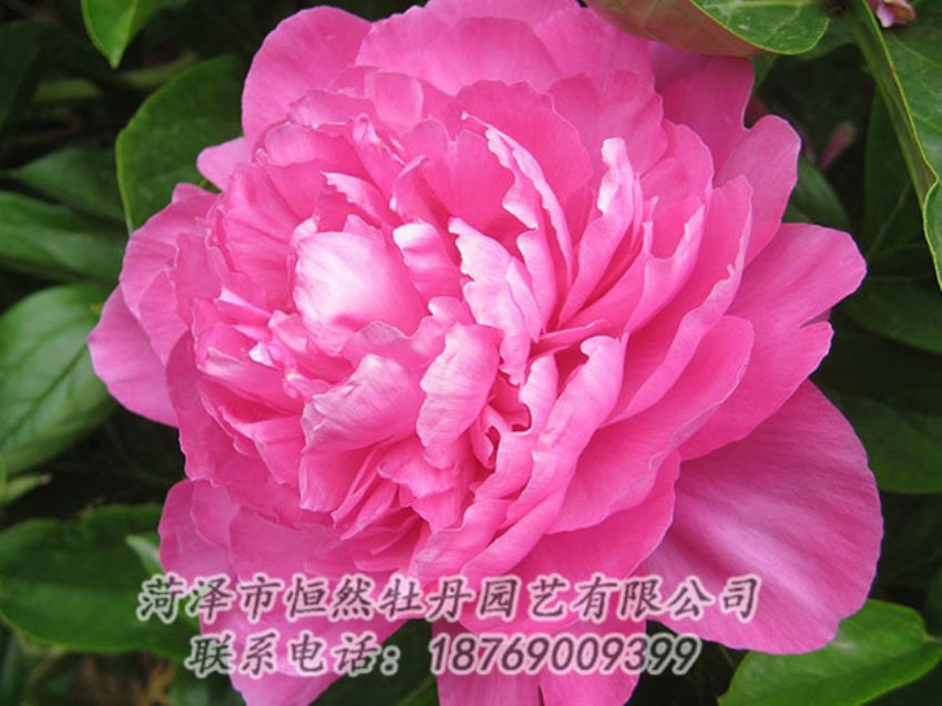 點(diǎn)擊查看詳細(xì)信息<br>標(biāo)題：紅色芍藥 閱讀次數(shù)：1032