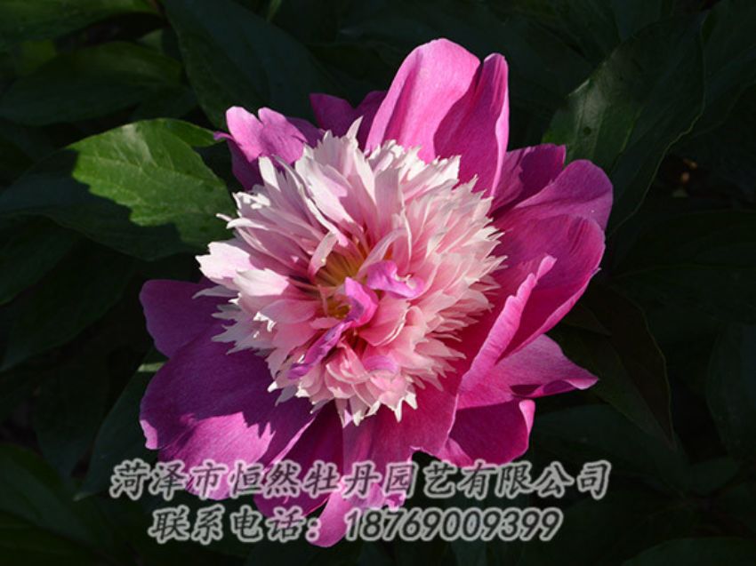 點擊查看詳細信息<br>標題：紅色芍藥 閱讀次數(shù)：1195