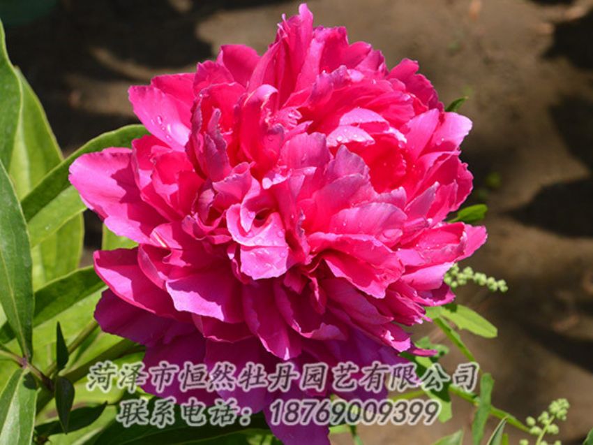 點擊查看詳細信息<br>標題：紅色芍藥 閱讀次數(shù)：1092