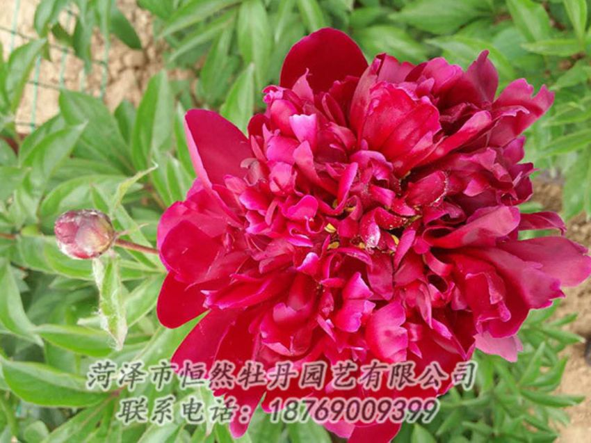 點擊查看詳細信息<br>標題：紅色芍藥 閱讀次數(shù)：1139