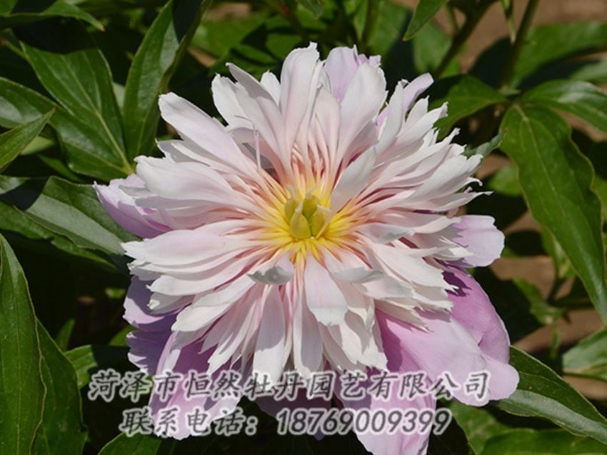 點擊查看詳細信息<br>標(biāo)題：粉色芍藥 閱讀次數(shù)：1258