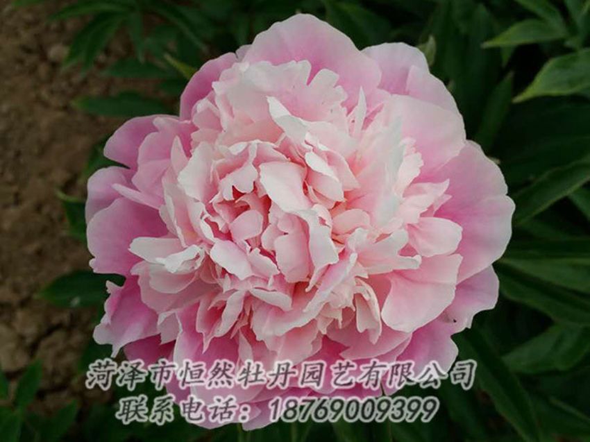 點擊查看詳細信息<br>標(biāo)題：粉色芍藥 閱讀次數(shù)：1388